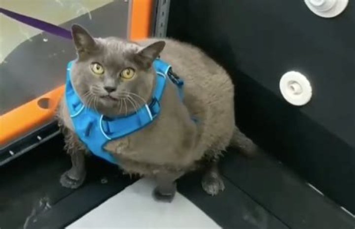 cinderblock the cat