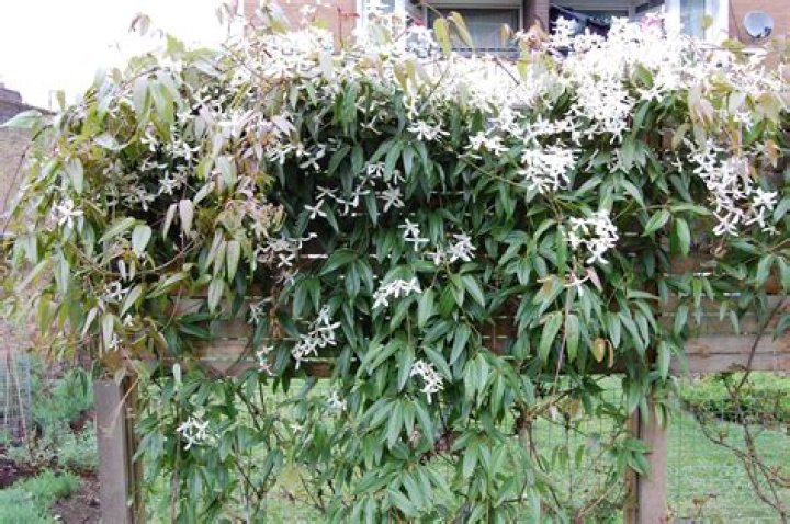 clematis armandii