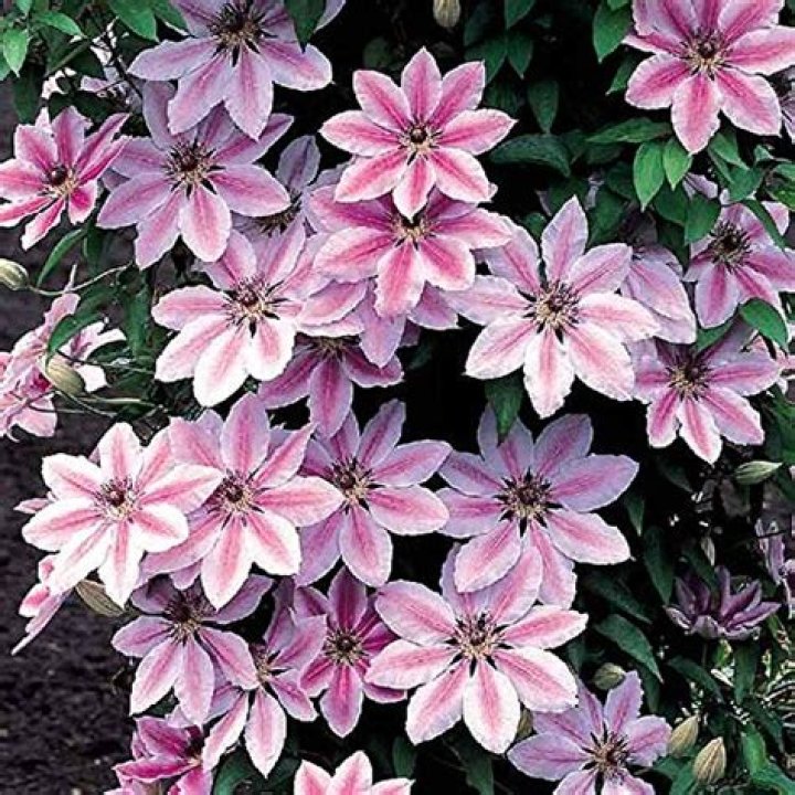 clematis north facing wall