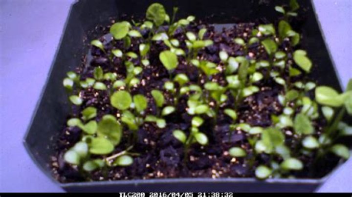 clover germination time