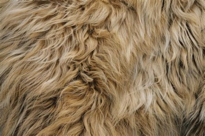 coarse fur