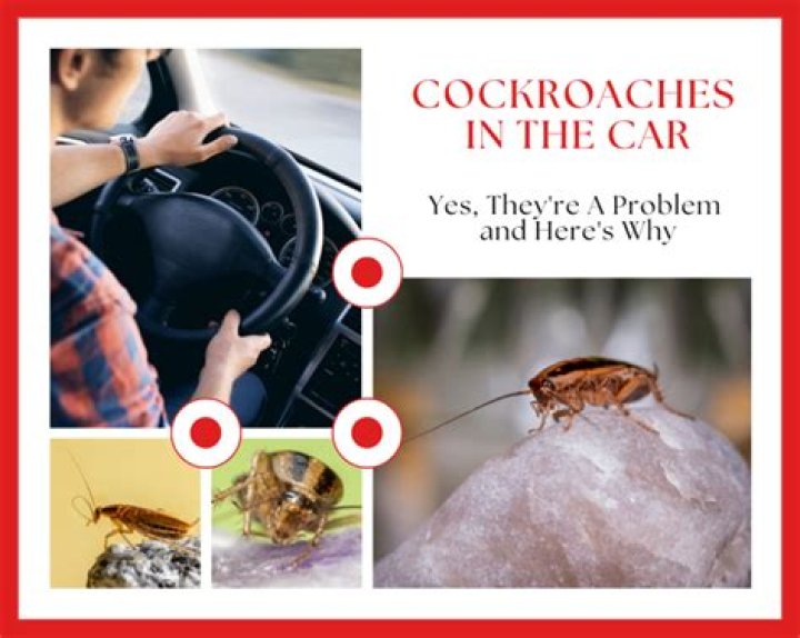 cockroach in car
