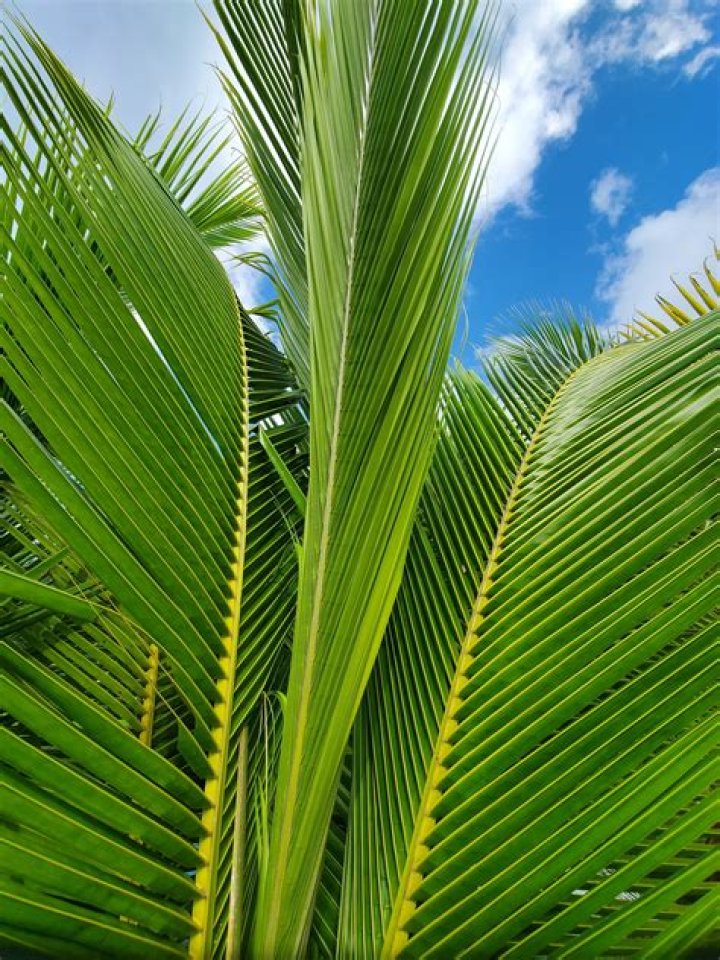 coconut leaves