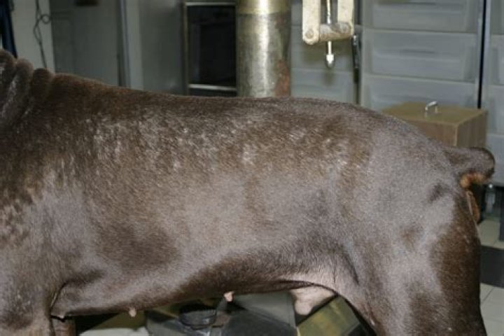 color dilution alopecia silver lab