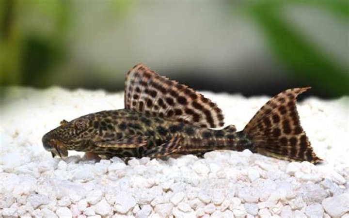 common pleco