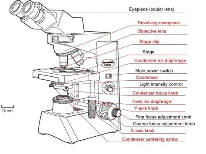 condenser focus knob