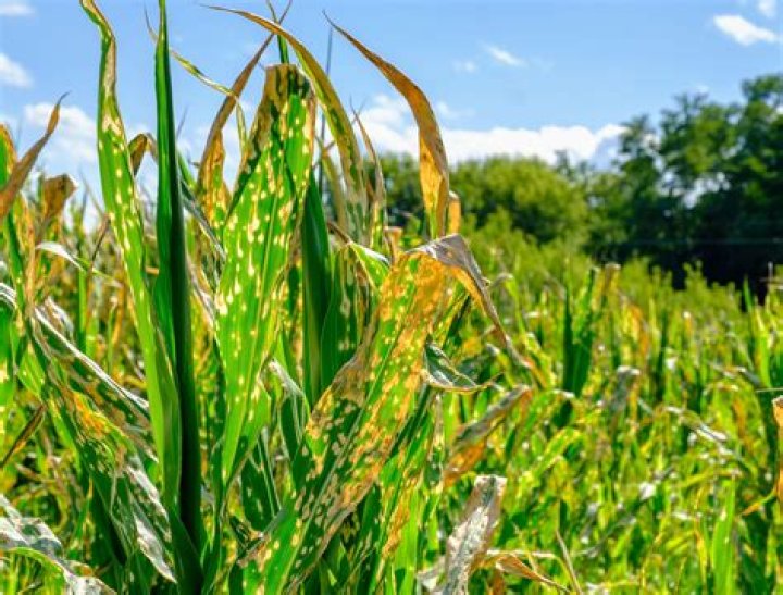 corn leaves turning yellow
