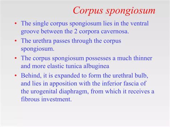 corpus spongiosum function