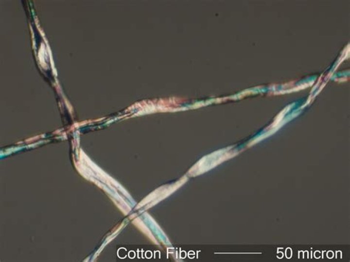 cotton under microscope