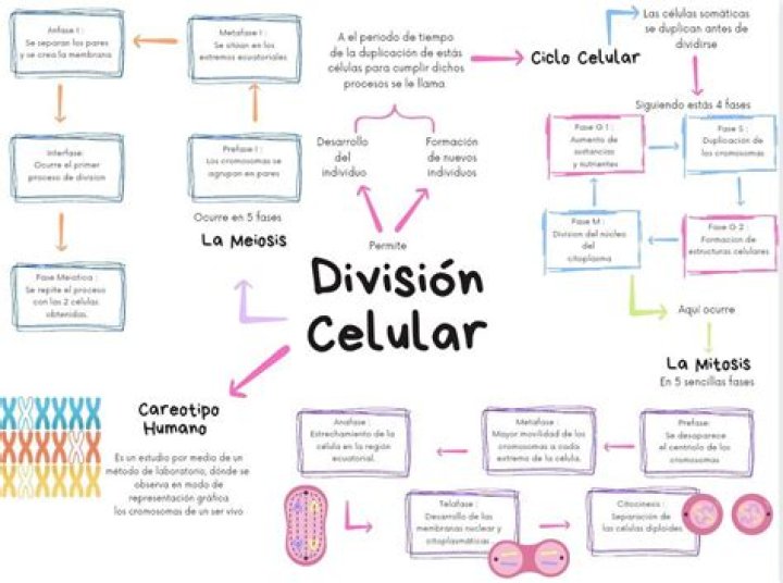 ¿Cuál es la etapa más larga de la división celular