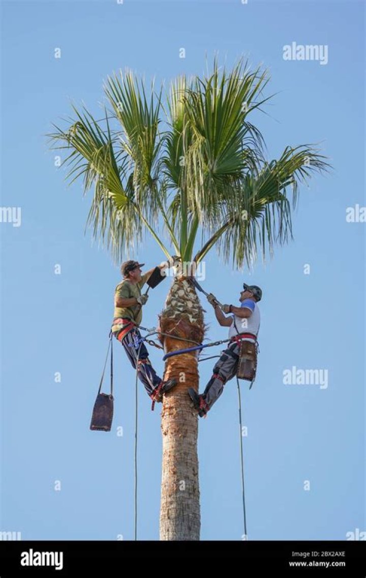 cutting palm trees