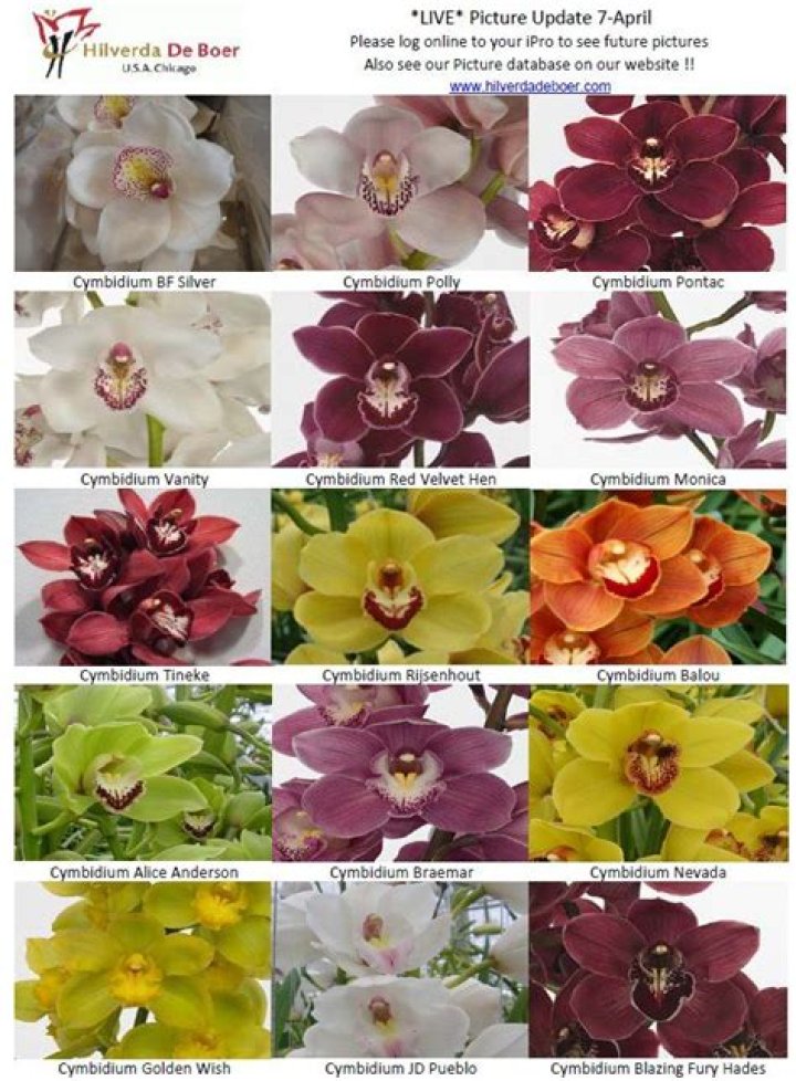 cymbidium orchid colors