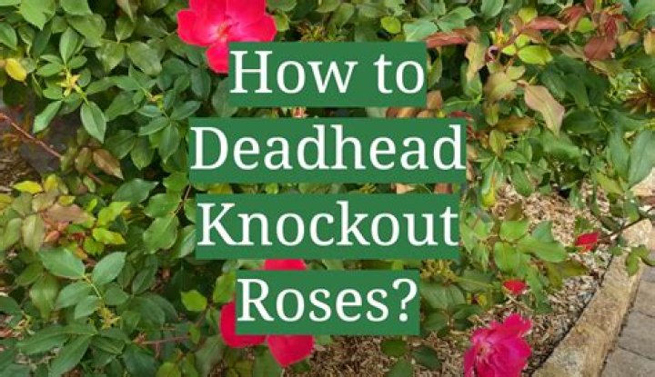 deadheading knockout roses