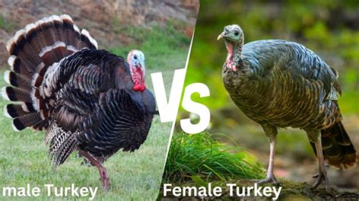 difference between foreign turkey and local turkey