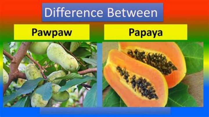 difference between pawpaw and papaya