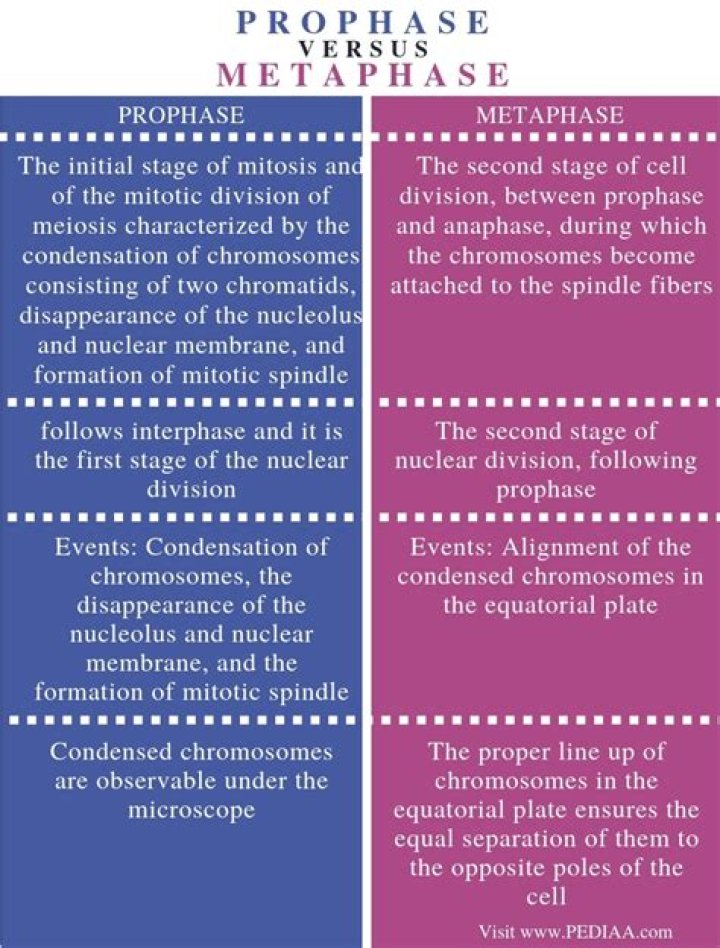 difference between prophase and metaphase