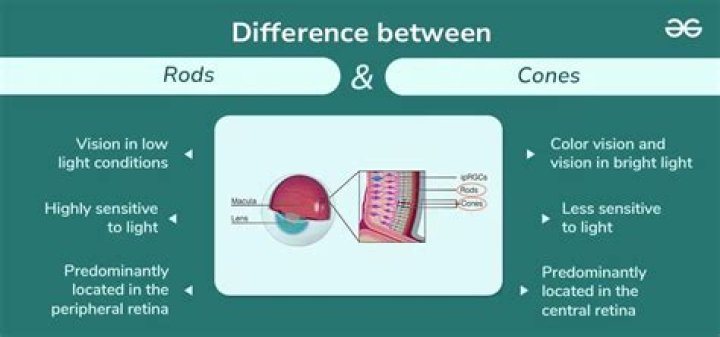 difference between rods and cones