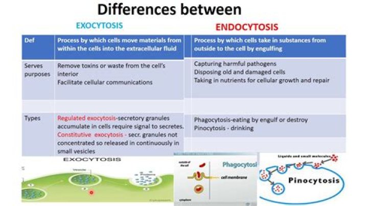 differentiate endocytosis and exocytosis