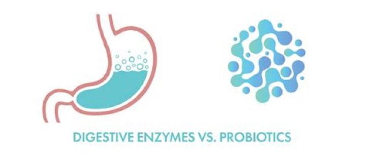 digestive enzymes and probiotics together