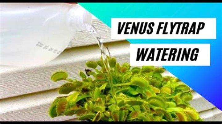 distilled water for venus fly trap