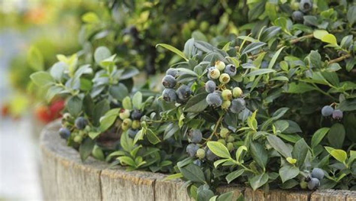 Do all blueberry bushes need cross pollination