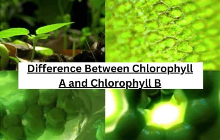 Do all plants have chlorophyll a and b