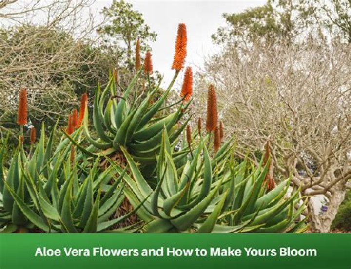 do aloe vera plants bloom