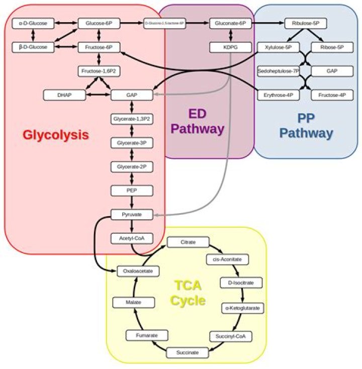 Do anabolic pathways depend on enzymes
