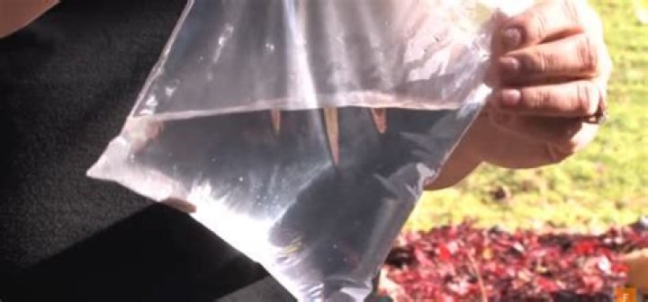 do bags of water keep flies away