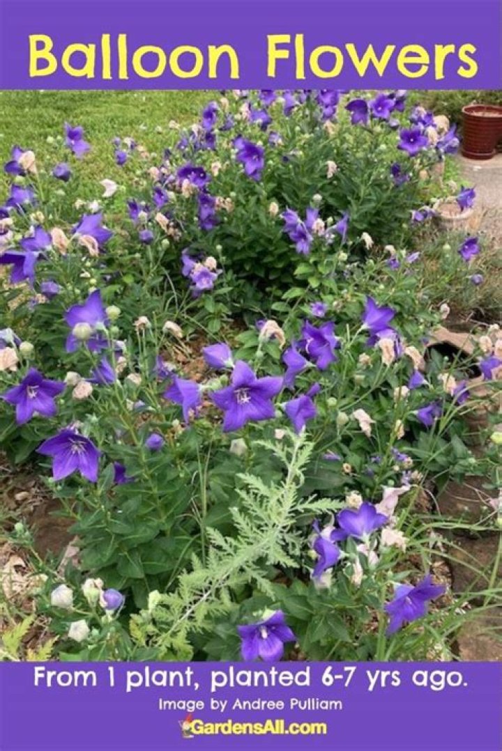do balloon flowers spread