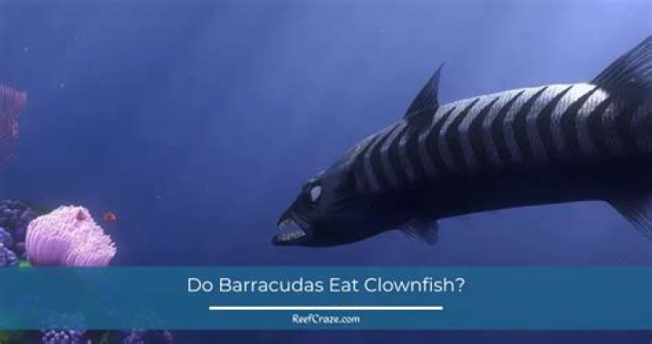 Do Barracudas eat clownfish?