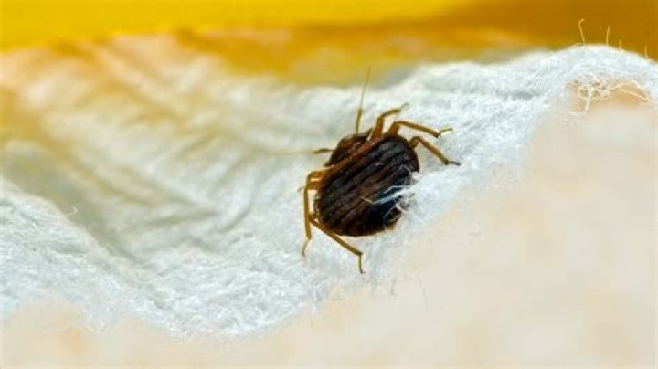 Do bed bugs have black spots on their backs