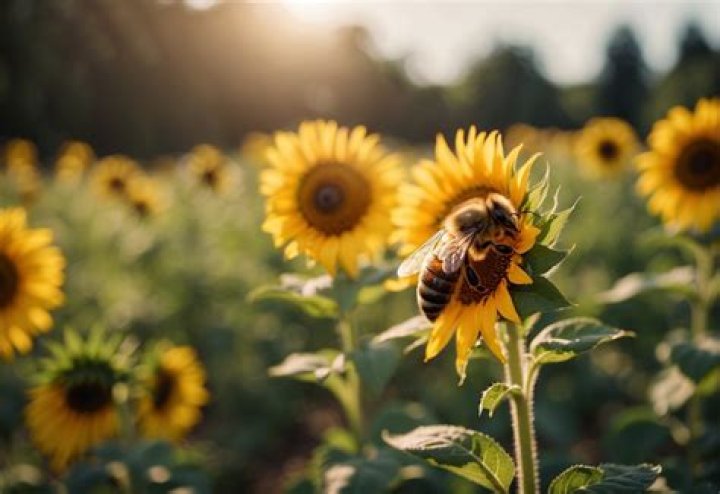 do bees like sunflowers