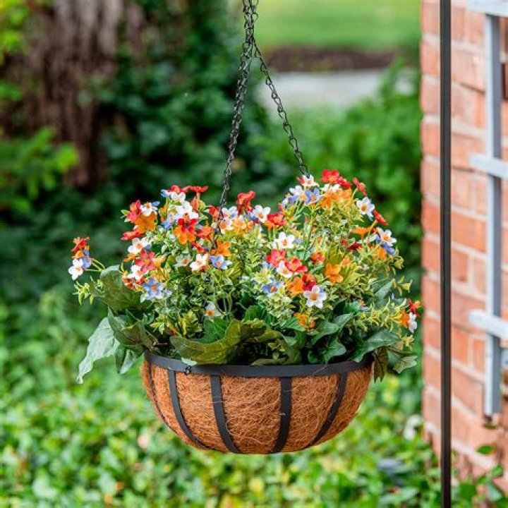 Do begonias do well in hanging baskets?