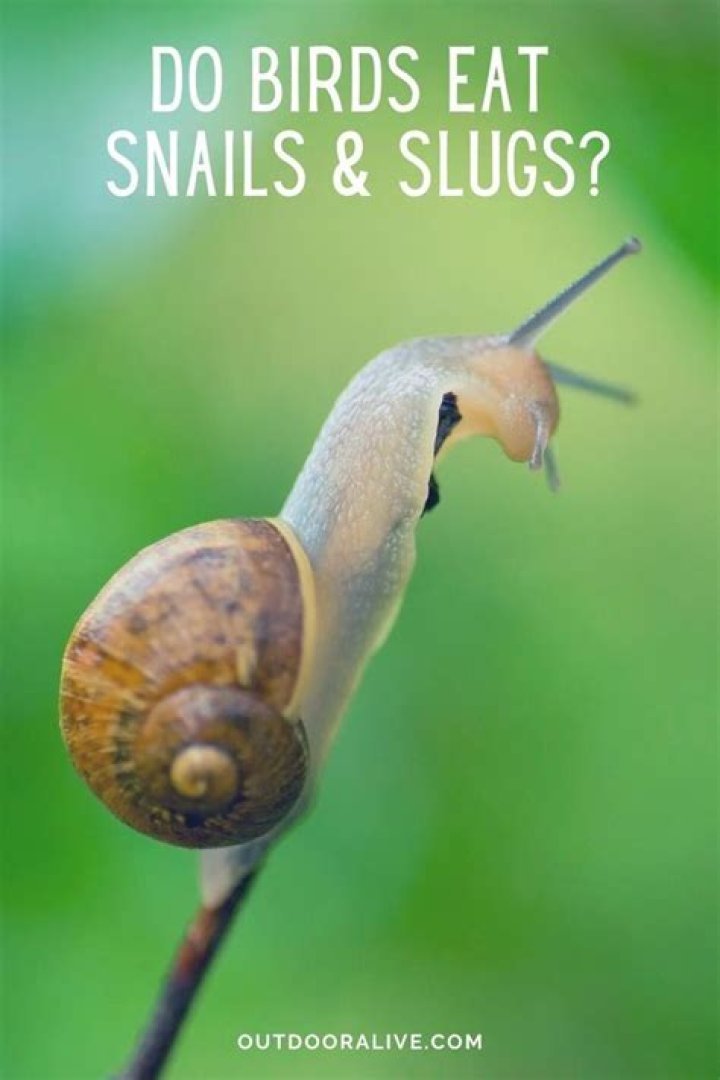 do birds eat snails