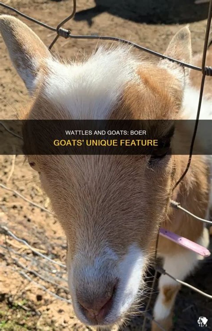 Do Boer goats have wattles