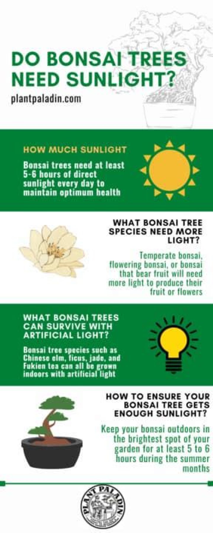 do bonsai trees need sunlight
