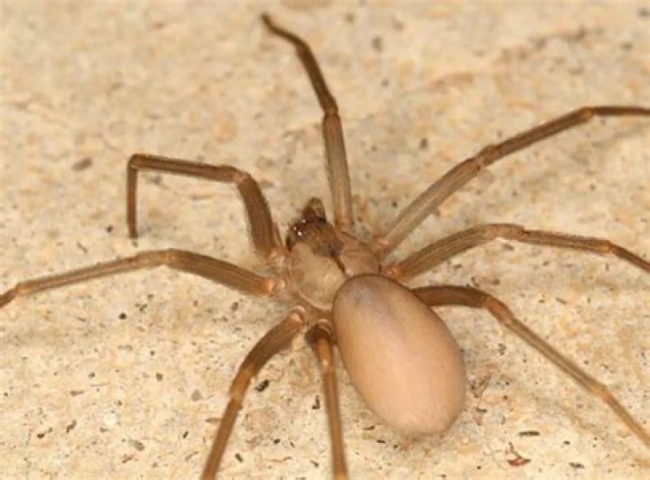 do brown recluse spiders live in california