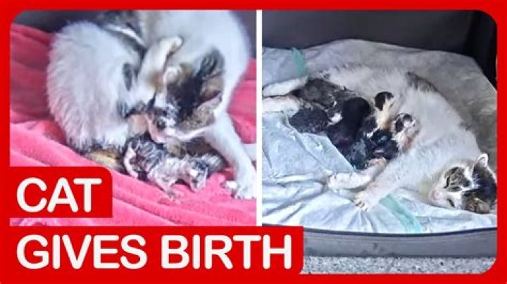 Do cats give birth in the winter