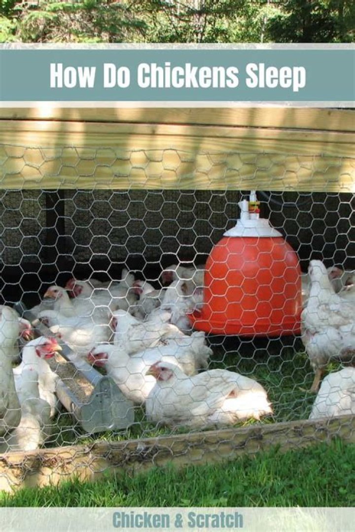 do chickens sleep