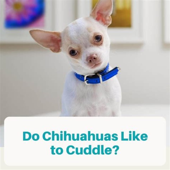 do chihuahuas like to cuddle