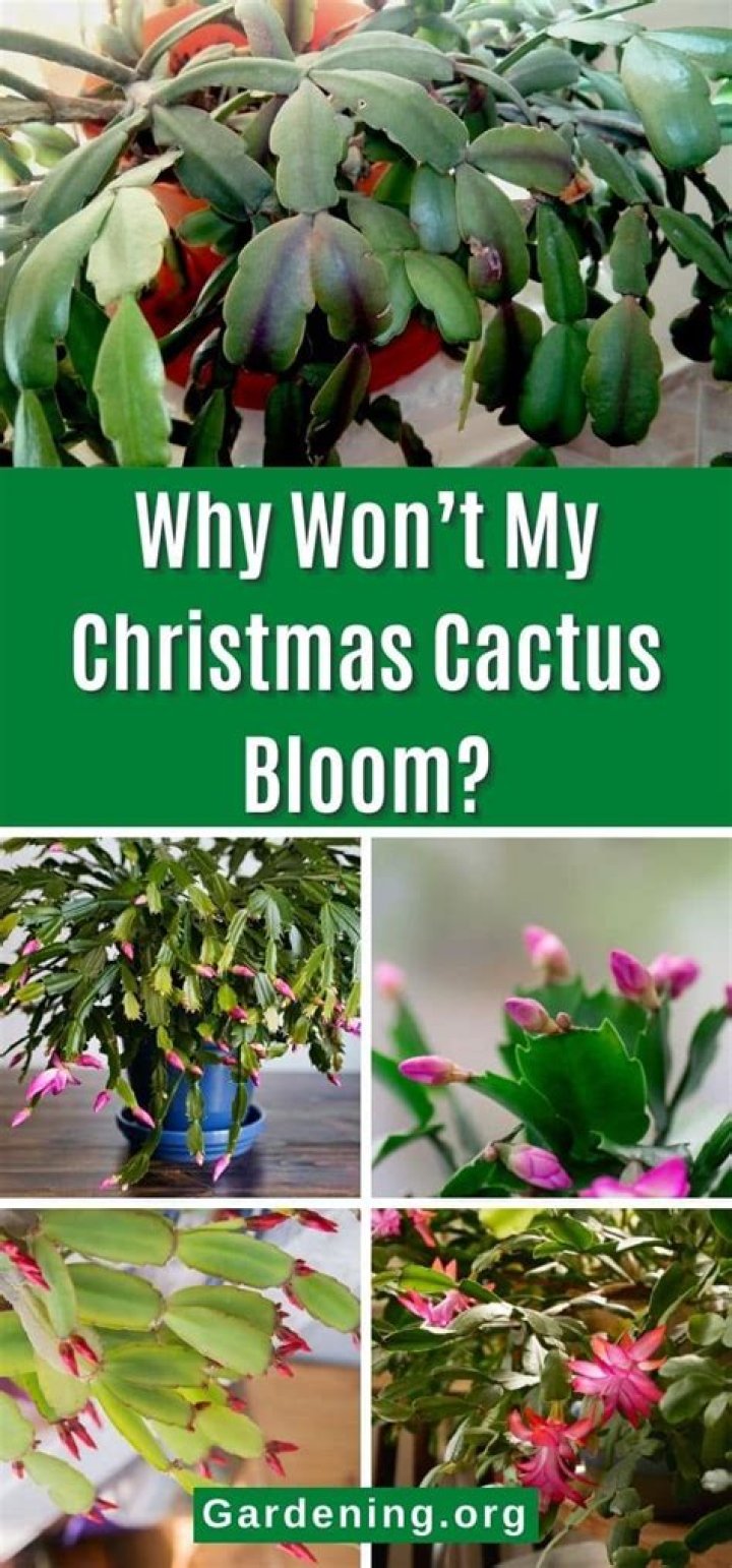 Do Christmas cactus flowers change color