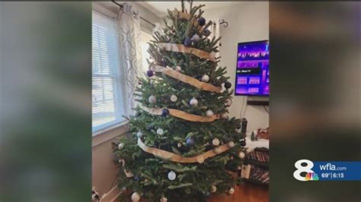 Do Christmas trees have bugs in them