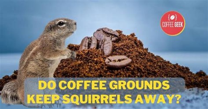 do coffee grounds keep squirrels away