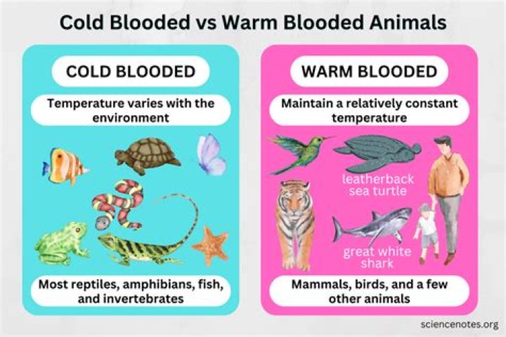 Do cold blooded animals need heat