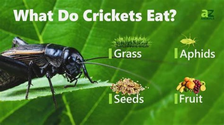 do crickets eat ants