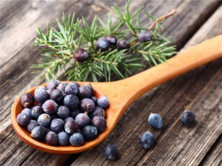 Do deer eat juniper berries