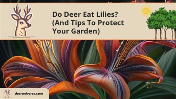 do deer eat lilies