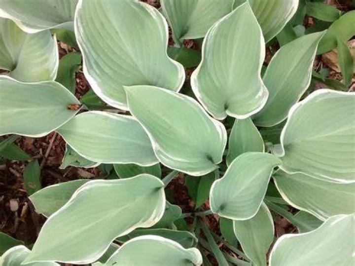 do deer eat pachysandra