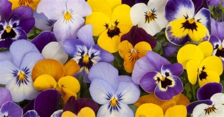 do deer eat pansies